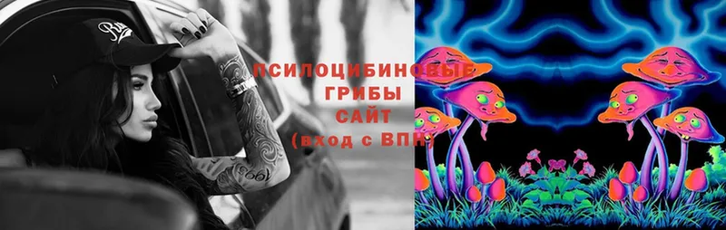 что такое   Прокопьевск  Галлюциногенные грибы Psilocybe 